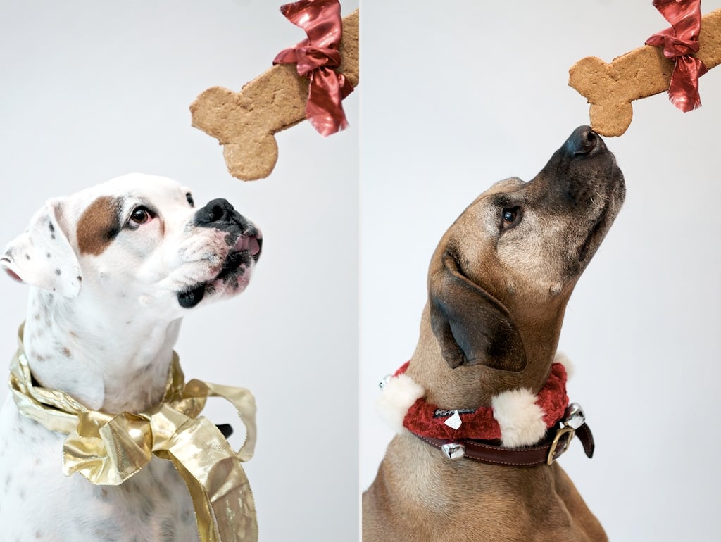 Easy Homemade Dog Treats & Waggo Dog Bowls