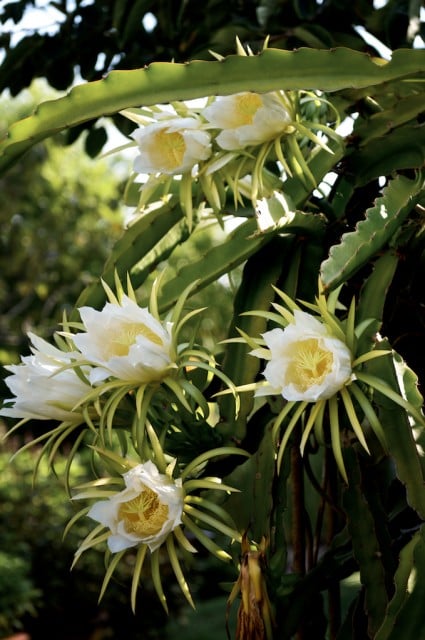 Dragon fruit Flowers and Dragon Fruit Vines Plant | @whiteonrice