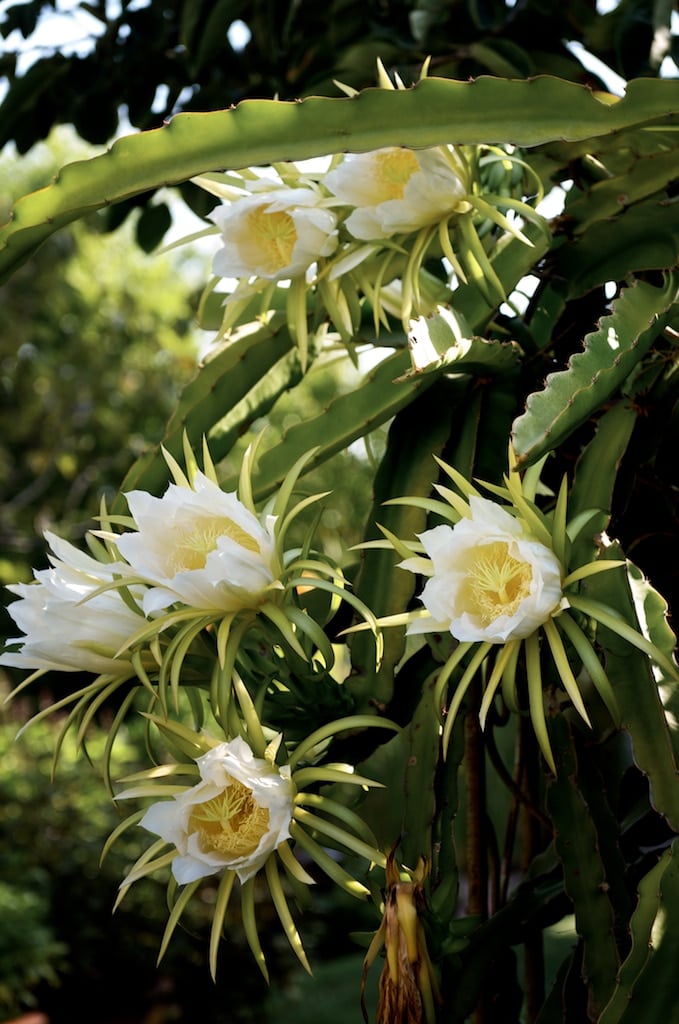 Dragon Fruit Flowers What do they look like? | White On ...