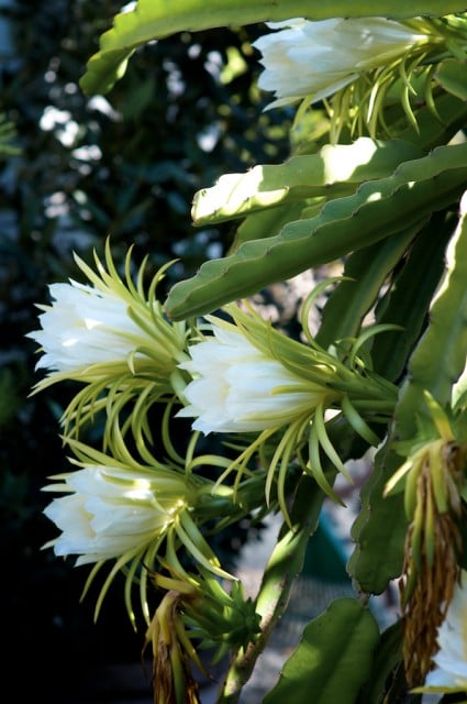 Dragon fruit Flowers and Dragon Fruit Vines Plant | @whiteonrice