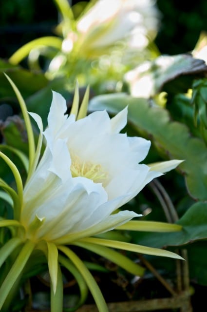 Dragon fruit Flowers and Dragon Fruit Vines Plant | @whiteonrice