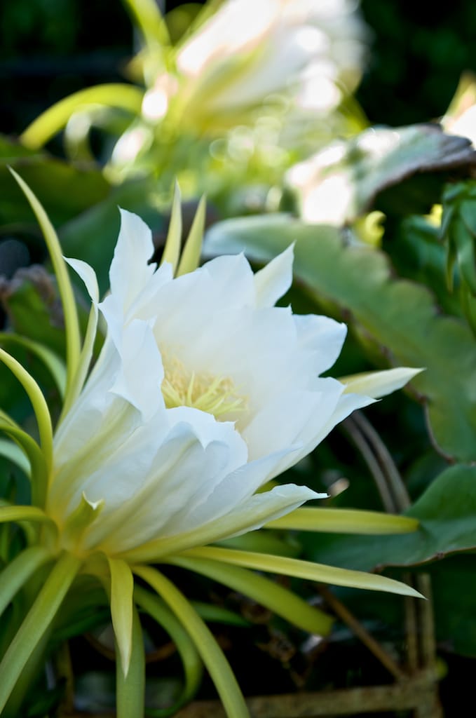 pitaya flowers on vine