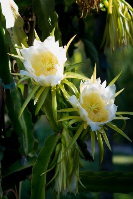 Dragon fruit Flowers and Dragon Fruit Vines Plant | @whiteonrice