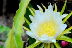 pitaya flowers 