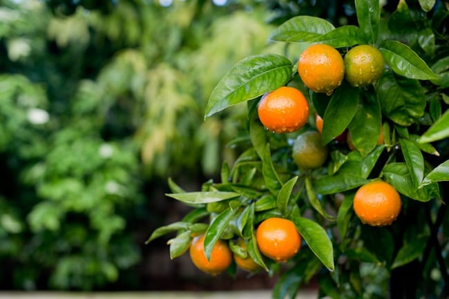 Mandarin Tree for Tangerine Cocktail 