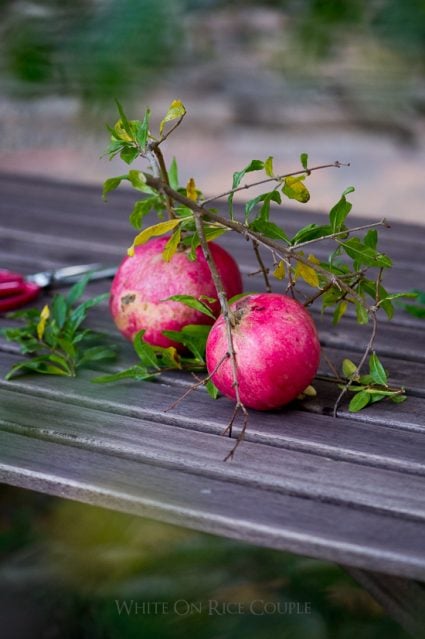Fresh pomegranate Fruit from @whiteonrice garden 