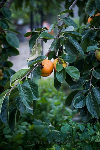 Persimmon Fruit from @whiteonrice garden 
