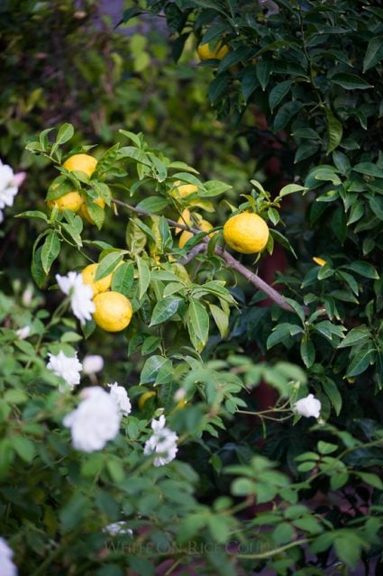 Japanese Yuzu Citrus Fruit from @whiteonrice garden 