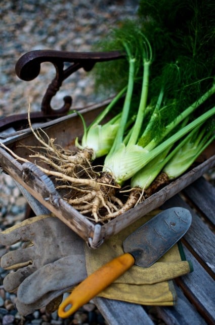 grilled fennel bulb recipe