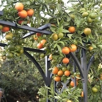 Fremont Tangerine Tree