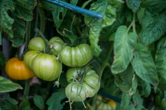 Tomatoes on a vine plant