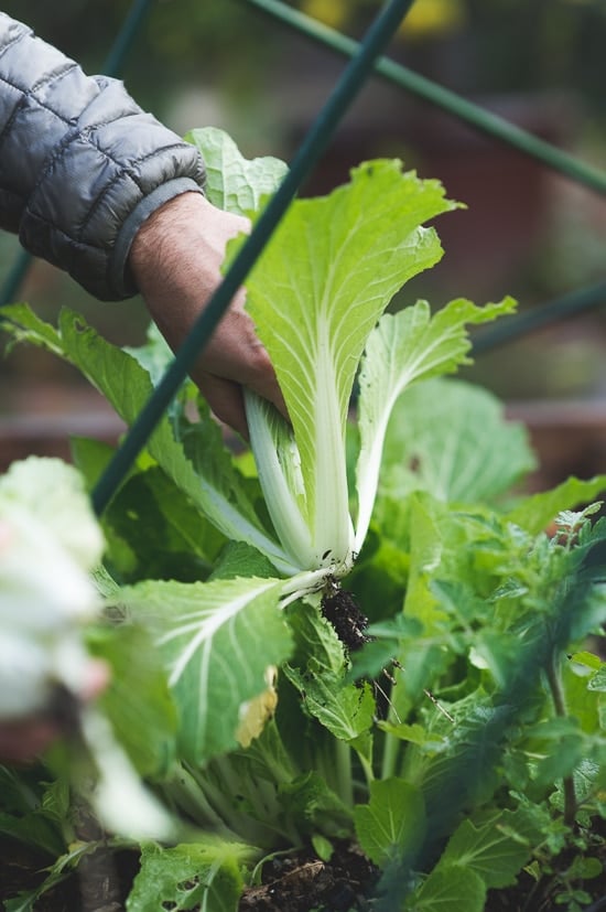 Mustard Green Salad Recipe