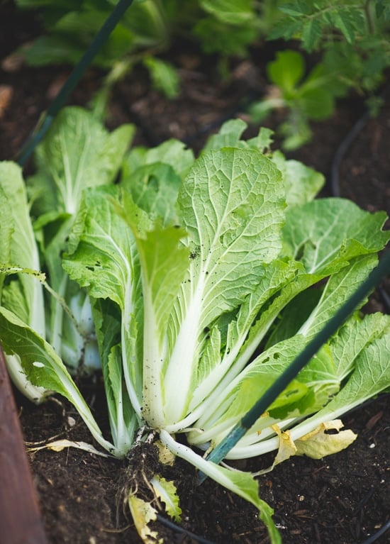 Mustard Green Salad Recipe