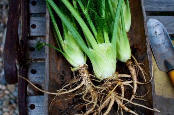 garden fennel bulbs