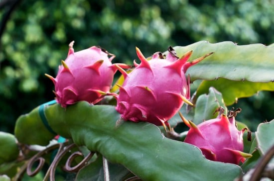 Dragon Fruit Salad Recipe with fresh Dragon Fruit