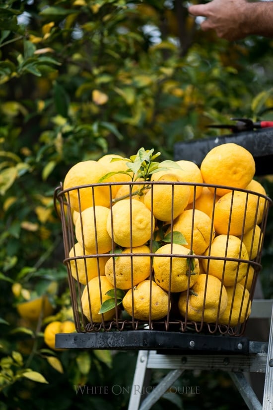 Japanese Yuzu: The Nation's Favorite Citrus Fruit