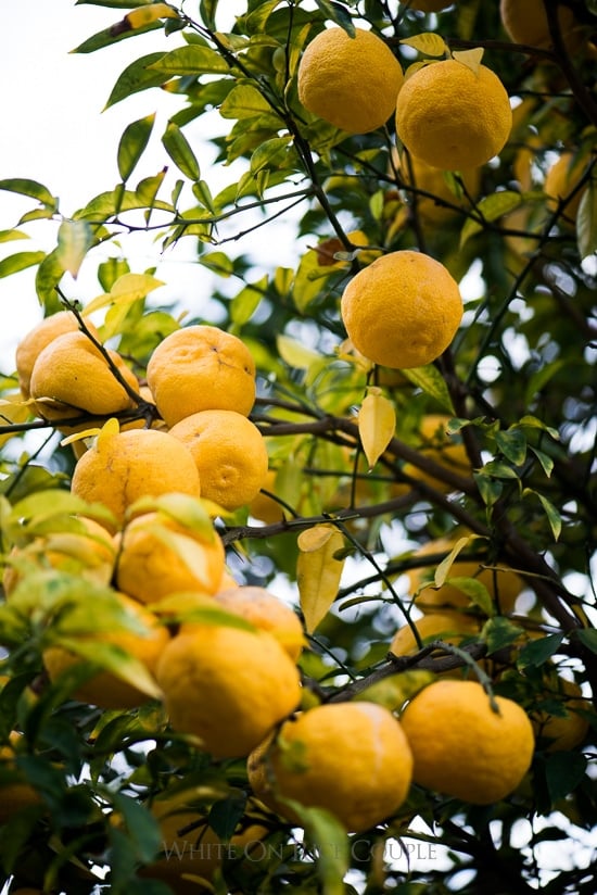 Citron Yuzu, un fruit d'exception - Umikan