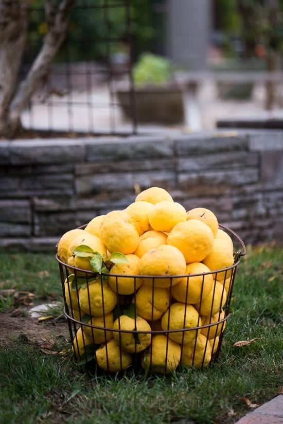 Japanese Yuzu Lemon - Yuzu Citrus Fruit for Japanese Recipes | @whiteonrice