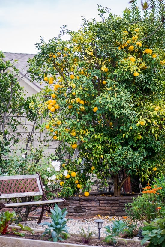 Japanese Yuzu Citrus Tree | WhiteOnRiceCouple.com