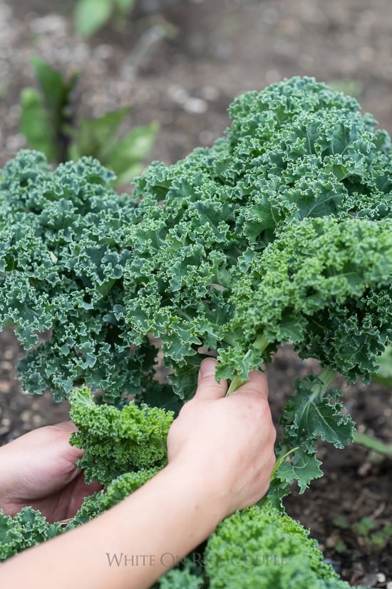 Avocado Massaged Kale Salad Recipe | WhiteOnRiceCouple.com