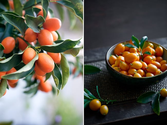 fresh kumquat marmalade 