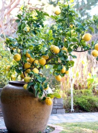 How To Grow Lemon Tree in Pot | photo copyright to @whiteonrice