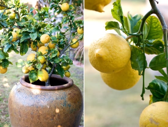 Lemon on tree and tree in a pot