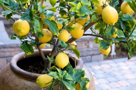 Lemon tree in beautiful ceramic pot