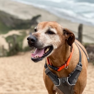 lexi rhodesian ridgeback memorial