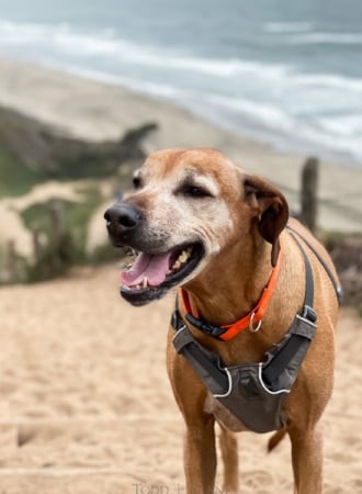 lexi rhodesian ridgeback memorial