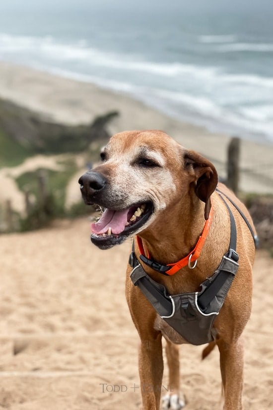 lexi rhodesian ridgeback memorial