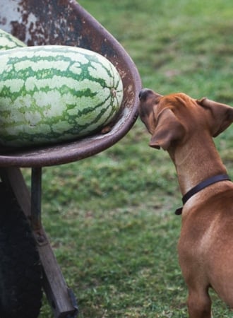 How to Choose a Juicy Ripe Watermelon? Here's some tips to look for on @whiteonrice