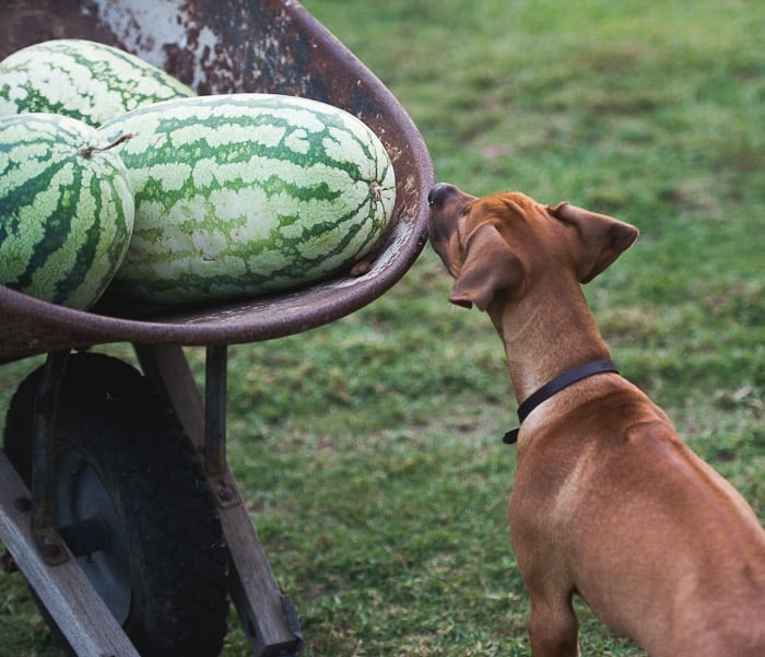 How to Choose a Juicy Ripe Watermelon? Here's some tips to look for