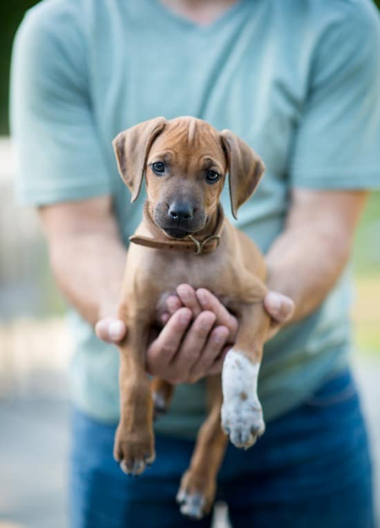 rhodesian ridgeback puppy Lexi at WhiteOnRiceCouple.com