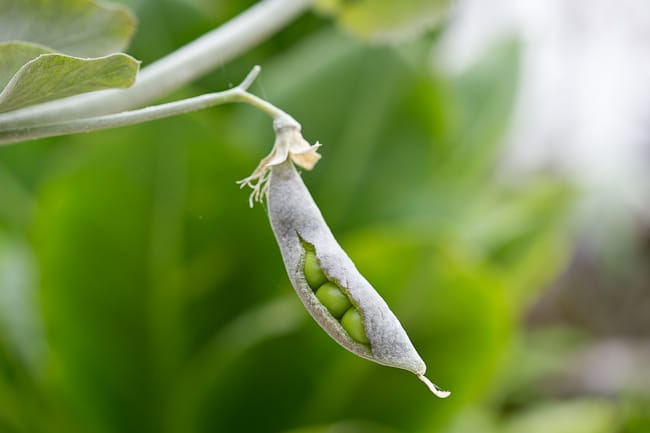 peas with yuzu kosho recipe | whiteonricecouple.com