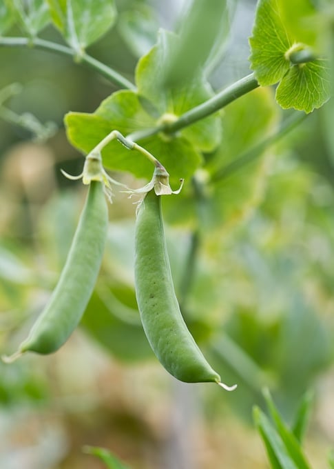 garden peas with yuzu kosho recipe 