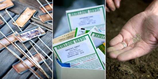 planting pea seeds 