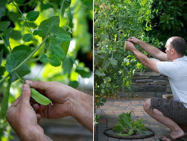 Picking Peas with Mint Recipe 