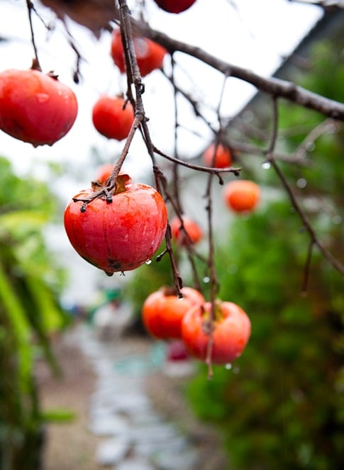 Persimmon tree photos and fruit 