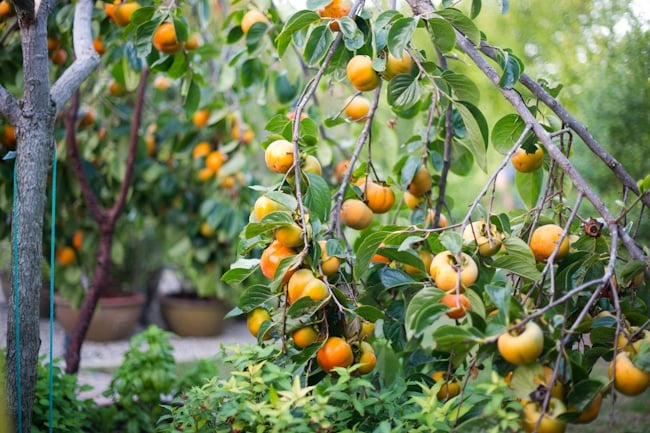 Giant Fuyu Persimmon Tree Variety and Fruit Photos | WhiteOnRiceCouple.com