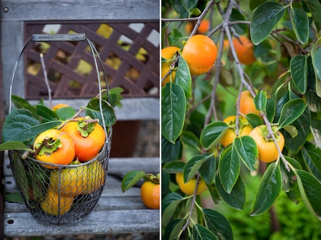 Giant Fuyu Persimmon Tree Variety and Fruit Photos | WhiteOnRiceCouple.com