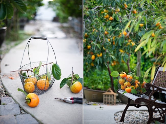 Giant Fuyu Persimmon Tree Variety and Fruit Photos | WhiteOnRiceCouple.com