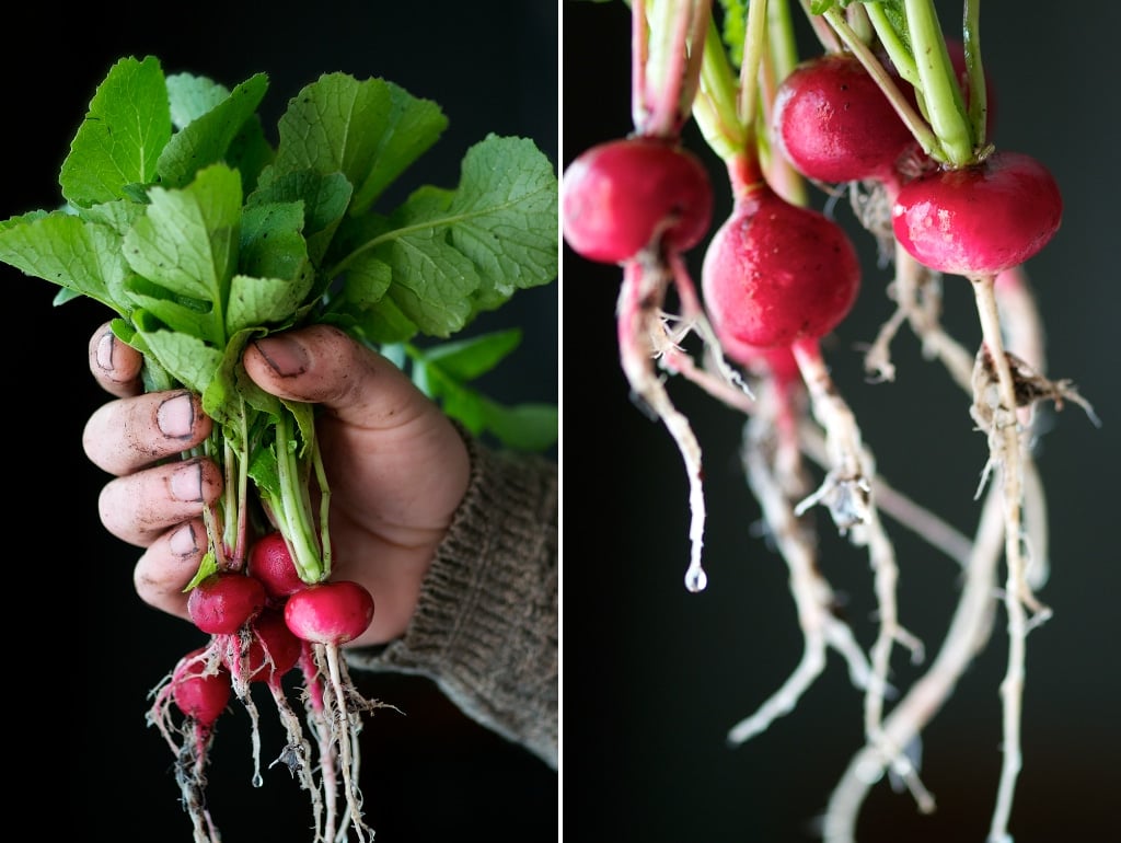 Roasted Radishes hands holding fresh radish