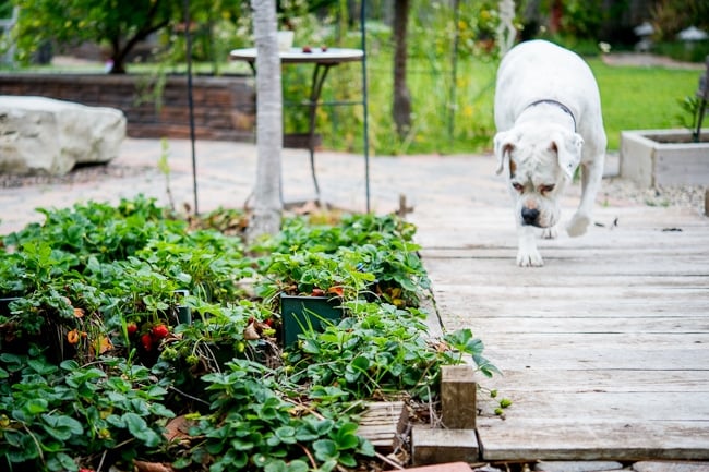 Sierra in garden | WhiteOnRicecouple.com