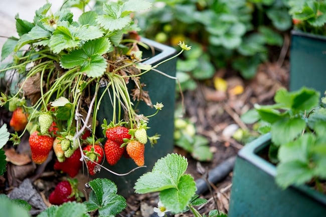 Strawberry Garden | WhiteOnRiceCouple.com