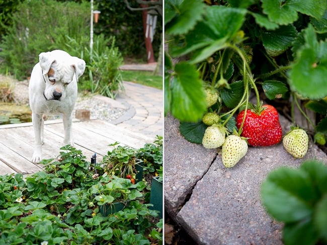 Sierra in garden | whiteOnRiceCouple.com