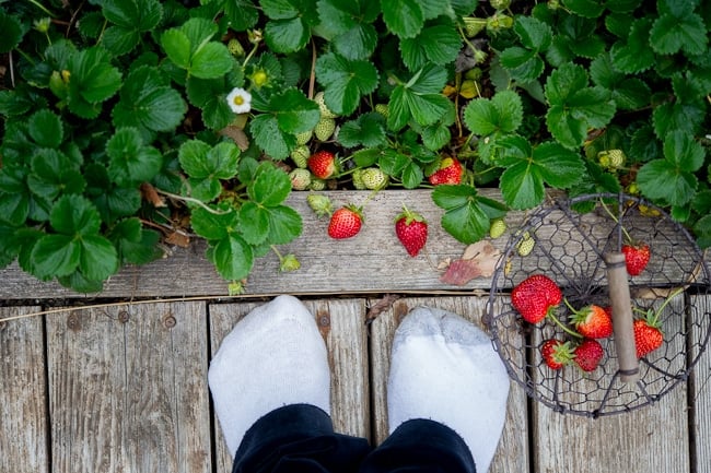 strawberry garden Todd and Diane WhiteOnRicecouple.com