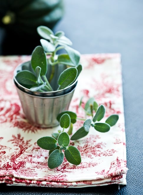 fresh garden sage 