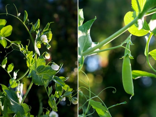 pea plants