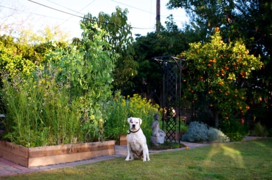 sierra in garden 